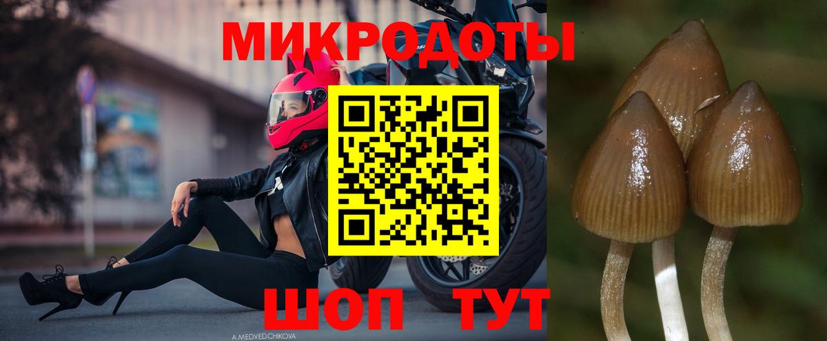 Псилоцибиновые грибы мицелий Унеча